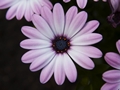 Osteospermum Zanzibar Pink-1 Osteospermum